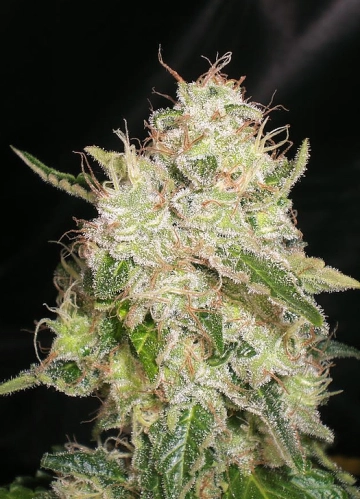 Chronic Feminized cannabis flower bud by Feminised Seeds