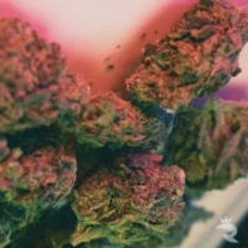 Critical Autoflowering Autoflowering cannabis flower bud by Feminised Seeds