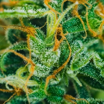 Dos Si Dos – Feminised Seeds – Feminized