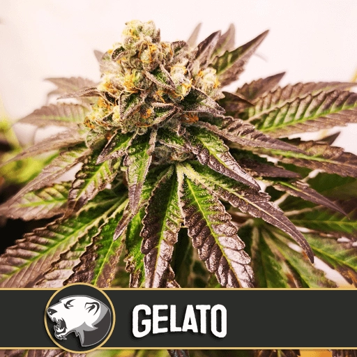 Gelato – Feminised Seeds – Feminized