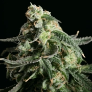 Girl Scout Cookies – Feminised Seeds – Feminized – Product view 2