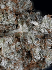 Gorilla Glue Feminized cannabis flower bud by Feminised Seeds