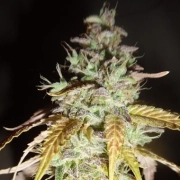 Midnight Haze Feminized cannabis flower bud by Feminised Seeds