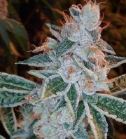 OG Kush – Feminised Seeds – Feminized – Product view 2