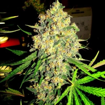Pink Sherbert – Feminised Seeds – Feminized