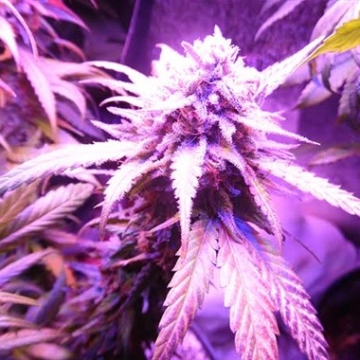 Purple Envy Feminized cannabis flower bud by Feminised Seeds