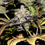 Star Doggie Feminized cannabis flower bud by Feminised Seeds