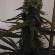 Sugar Mama Auto Autoflowering cannabis flower bud by Feminised Seeds