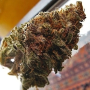 Super Iced Grapefruit Feminized cannabis flower bud by Feminised Seeds