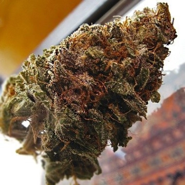 Super Iced Grapefruit – Feminised Seeds – Feminized