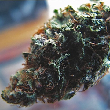 The Widow – Feminised Seeds – Feminized