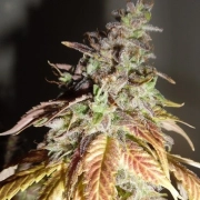 Viva Sativa Feminized cannabis flower bud by Feminised Seeds