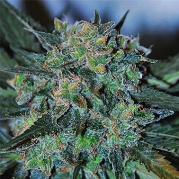 Auto AK Autoflowering cannabis flower bud by G13 Labs Seeds
