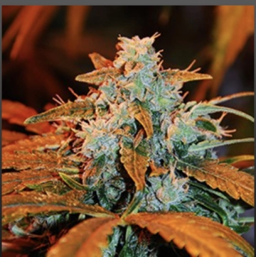 Auto Berry Autoflowering cannabis flower bud by G13 Labs Seeds
