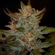 Blue OG Feminized cannabis flower bud by G13 Labs Seeds