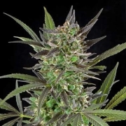 Blue Venom Feminized cannabis flower bud by G13 Labs Seeds
