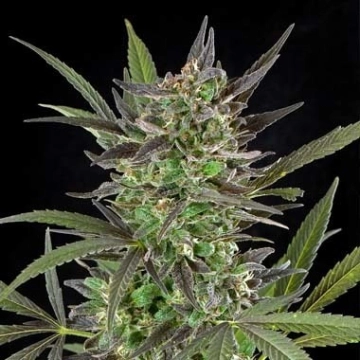 Blue Venom Feminized cannabis flower bud by G13 Labs Seeds
