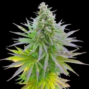 Blueberry Gum Feminized cannabis flower bud by G13 Labs Seeds