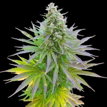 Blueberry Gum Feminized cannabis flower bud by G13 Labs Seeds