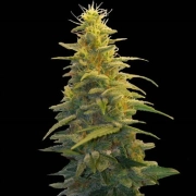 Blueberry Gum #2 Feminized cannabis flower bud by G13 Labs Seeds