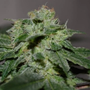 Chocolate Heaven Feminized cannabis flower bud by G13 Labs Seeds