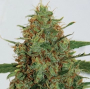 Cinderella 99 Feminized cannabis flower bud by G13 Labs Seeds