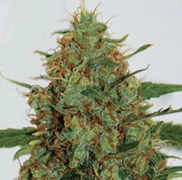 Cinderella 99 Feminized cannabis flower bud by G13 Labs Seeds
