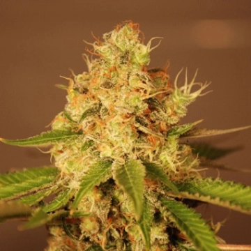 Diesel Auto Autoflowering cannabis flower bud by G13 Labs Seeds