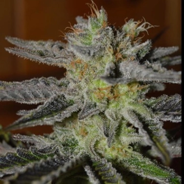 Double Black Feminized cannabis flower bud by G13 Labs Seeds