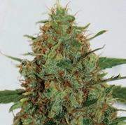 Gigabud Feminized cannabis flower bud by G13 Labs Seeds