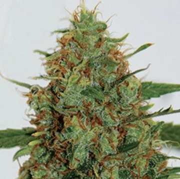 Gigabud Feminized cannabis flower bud by G13 Labs Seeds