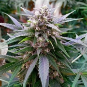 Hypnotic Feminized cannabis flower bud by G13 Labs Seeds