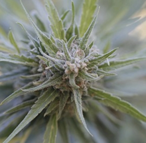 Midnight Kush – G13 Labs – Feminized