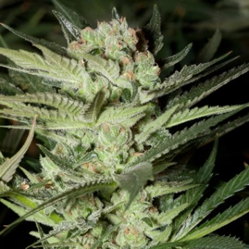 Mozzarella Feminized cannabis flower bud by G13 Labs Seeds