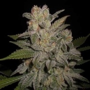 Northern Lights Auto Autoflowering cannabis flower bud by G13 Labs Seeds