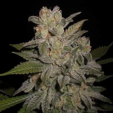 Northern Lights Auto Autoflowering cannabis flower bud by G13 Labs Seeds