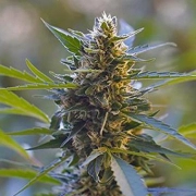 Northern Lights X Skunk Feminized cannabis flower bud by G13 Labs Seeds