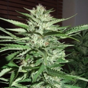 Pineapple Express Feminized cannabis flower bud by G13 Labs Seeds