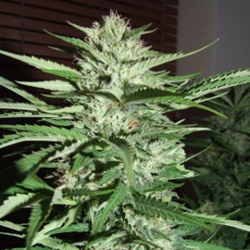 Pineapple Express Feminized cannabis flower bud by G13 Labs Seeds