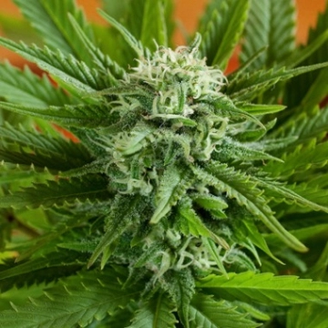 Pineapple Express Auto Autoflowering cannabis flower bud by G13 Labs Seeds