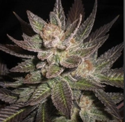 Purple Haze Feminized cannabis flower bud by G13 Labs Seeds