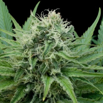 Raw Diesel Feminized cannabis flower bud by G13 Labs Seeds