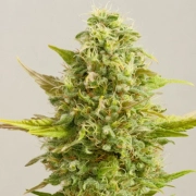 Royal Kush Feminized cannabis flower bud by G13 Labs Seeds