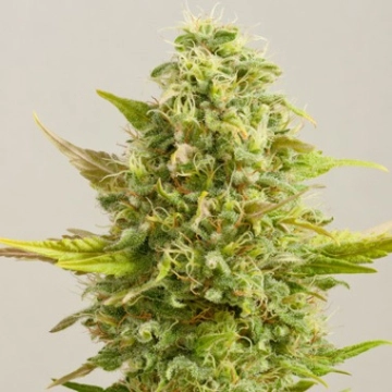 Royal Kush Feminized cannabis flower bud by G13 Labs Seeds