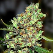 Skunk #1 Feminized cannabis flower bud by G13 Labs Seeds