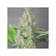 Super Skunk Feminized cannabis flower bud by G13 Labs Seeds