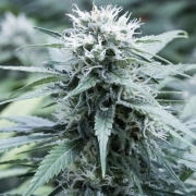 Sweet Amnesia Feminized cannabis flower bud by G13 Labs Seeds