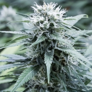 Sweet Amnesia Feminized cannabis flower bud by G13 Labs Seeds