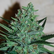 White Lavender Feminized cannabis flower bud by G13 Labs Seeds