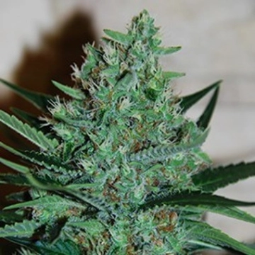 White Lavender Feminized cannabis flower bud by G13 Labs Seeds
